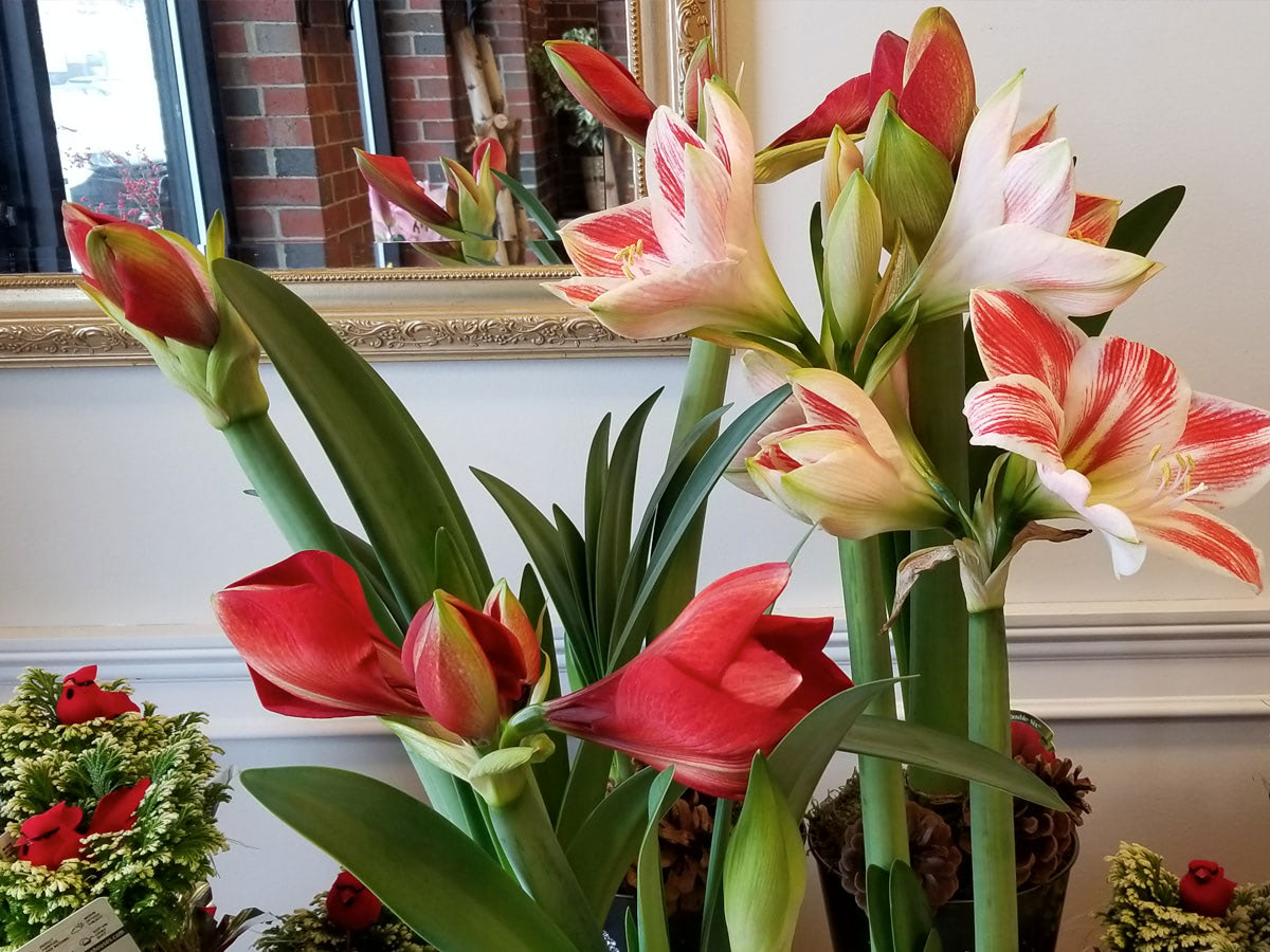 Stunning red blooms seek the sunlight in our Portsmouth showroom